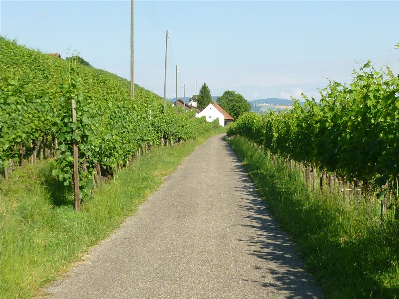 Rebberge im Thurgau