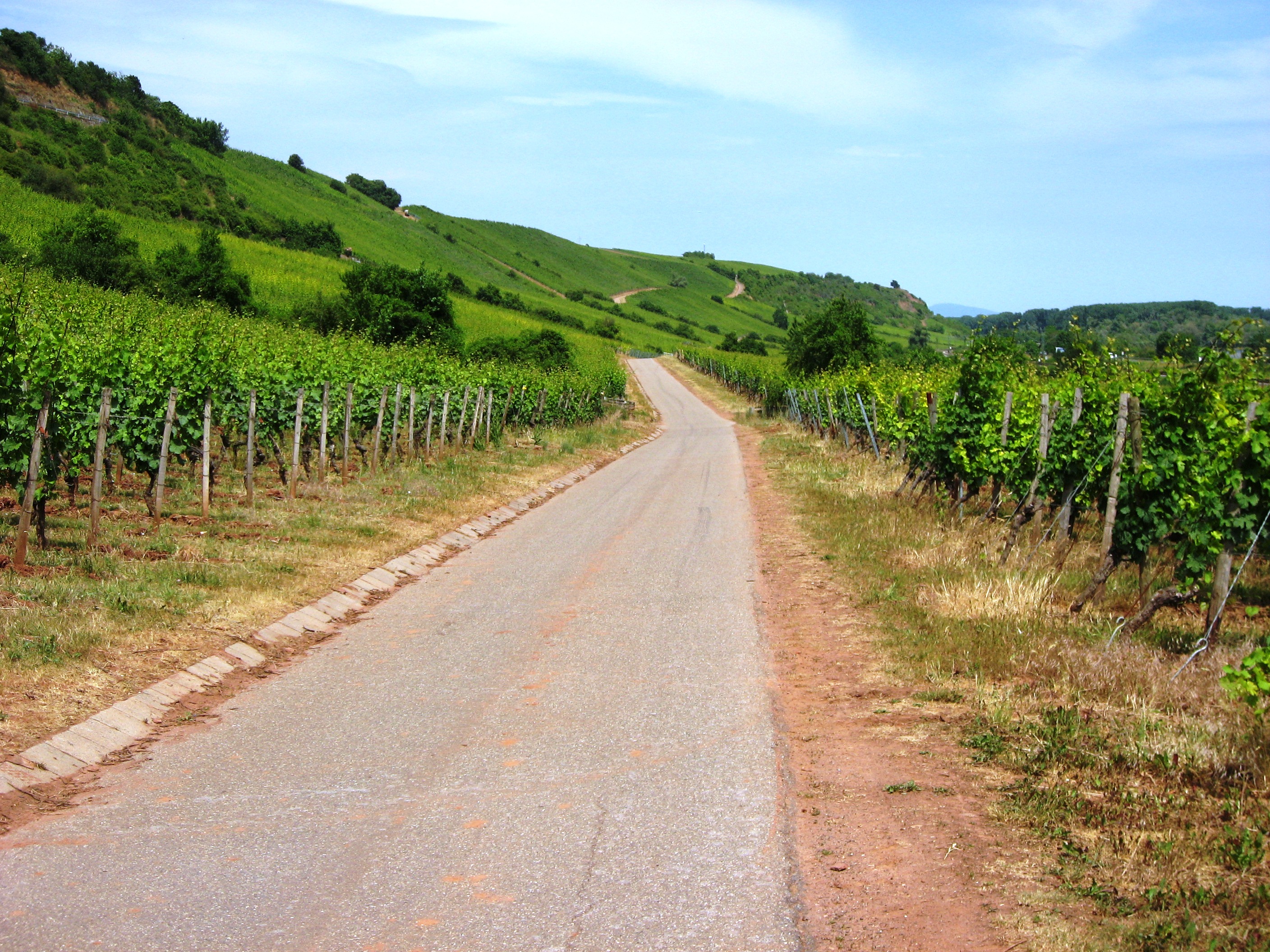 Radweg zwischen Worms und Mainz